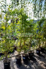Wisteria Floribunda Aunt Dee ( Glicina Violet deschis )