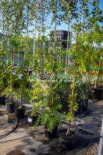 Wisteria Floribunda Shiro-noda ( Glicina alba )