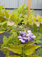 Wisteria Frutescens Lavender Falls ( Glicina Cascadele Lavandelor )