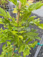 Wisteria Frutescens Lavender Falls ( Glicina Cascadele Lavandelor ) - imagine 3