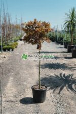 Acer palmatum dissectum ORANGEOLA PA ( Artar japonez cu frunze dantelate ORANGEOLA )
