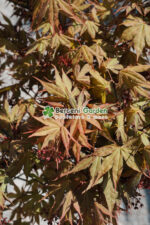 Acer palmatum dissectum ORANGEOLA PA ( Artar japonez cu frunze dantelate ORANGEOLA ) - imagine 2