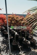 Acer palmatum dissectum ORANGEOLA PA ( Artar japonez cu frunze dantelate ORANGEOLA ) - imagine 3