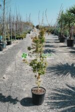 Acer palmatum BI-HO ( Artar japonez BI-HO )