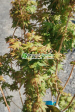 Acer palmatum BI-HO ( Artar japonez BI-HO ) - imagine 2