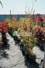 Acer palmatum BI-HO ( Artar japonez BI-HO ) - imagine 3