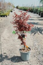 Acer palmatum BLOODGOOD ( Artar japonez BLOODGOOD )