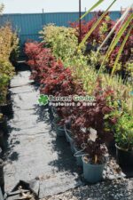 Acer palmatum BLOODGOOD ( Artar japonez BLOODGOOD ) - imagine 2