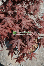 Acer palmatum BLOODGOOD ( Artar japonez BLOODGOOD ) - imagine 3