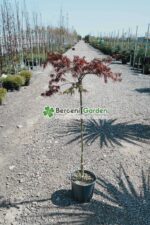 Acer palmatum dissectum GARNET PA ( Artar japonez cu frunze dantelate GARNET PA )