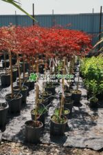 Acer palmatum dissectum GARNET PA ( Artar japonez cu frunze dantelate GARNET PA ) - imagine 2