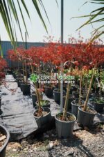 Acer palmatum dissectum INABA SHIDARE PA ( Artar japonex cu frunze dantelate INABA SHIDARE )