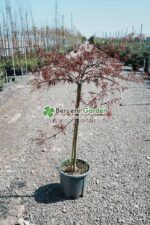 Acer palmatum dissectum INABA SHIDARE PA ( Artar japonex cu frunze dantelate INABA SHIDARE ) - imagine 2