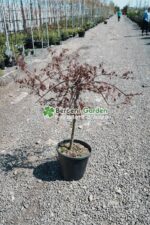 Acer palmatum dissectum INABA SHIDARE PA ( Artar japonex cu frunze dantelate INABA SHIDARE)