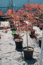 Acer palmatum dissectum INABA SHIDARE PA ( Artar japonex cu frunze dantelate INABA SHIDARE) - imagine 2