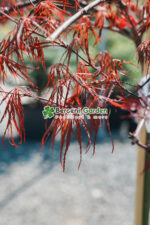 Acer palmatum dissectum INABA SHIDARE PA ( Artar japonex cu frunze dantelate INABA SHIDARE) - imagine 3