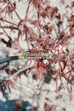 Acer palmatum dissectum INABA SHIDARE PA ( Artar japonex cu frunze dantelate INABA SHIDARE) - imagine 4
