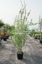 Betula Jacquemontii multitrunchi ( Mesteacan scoarta alba multitrunchi )