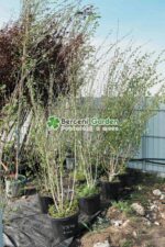 Betula Jacquemontii multitrunchi ( Mesteacan scoarta alba multitrunchi ) - imagine 2