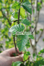 Betula Jacquemontii multitrunchi ( Mesteacan scoarta alba multitrunchi ) - imagine 3