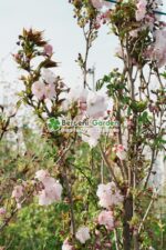 Prunus  serrulata Amanogawa ( Cires Japonez Amanogawa )