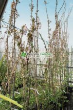 Prunus  serrulata Amanogawa ( Cires Japonez Amanogawa ) - imagine 2