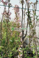 Prunus  serrulata Amanogawa ( Cires Japonez Amanogawa ) - imagine 3