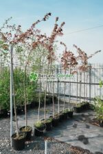 Prunus serrulata Royal Burgundy PA ( Cires Japonez Royal Burgundy )