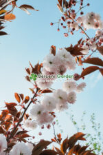 Prunus serrulata Royal Burgundy PA ( Cires Japonez Royal Burgundy ) - imagine 2