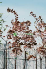 Prunus serrulata Royal Burgundy PA ( Cires Japonez Royal Burgundy ) - imagine 3
