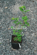 Viburnum opulus Roseum ( Calin / Bulgare de Zapada )