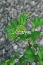 Viburnum opulus Roseum ( Calin / Bulgare de Zapada ) - imagine 2