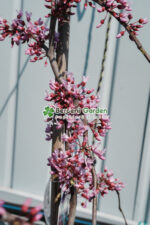 Cercis Canadensis Ruby Falls ( Arborele lui Iuda flori roz abundente ) - imagine 3