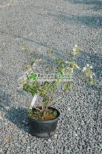 Viburnum plicatum Watanabe ( Calin / Bulgare de Zapada )
