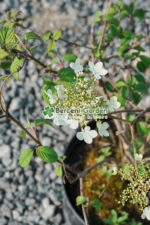 Viburnum plicatum Watanabe ( Calin / Bulgare de Zapada ) - imagine 2