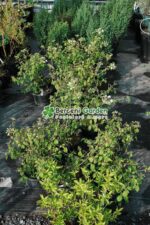 Viburnum plicatum Watanabe ( Calin / Bulgare de Zapada ) - imagine 3