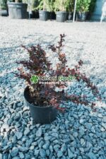 Berberis Thunbergii Atropurpurea Nana (Drăcilă Pitică cu frunziș purpuriu intens) - imagine 2