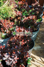 Berberis Thunbergii Atropurpurea Nana (Drăcilă Pitică cu frunziș purpuriu intens) - imagine 4