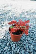 Berberis Thunbergii Desperados ( Drăcilă decorativă cu frunziș purpuriu-rosu )