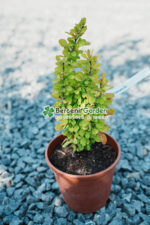 Berberis Thunbergii Sunbean ( Drăcilă decorativă cu frunziș galben deschis-verde ) - imagine 2
