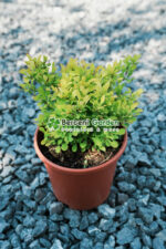 Berberis Thunbergii Tiny Gold ( Drăcilă pitică cu frunziș galben strălucitor) - imagine 3