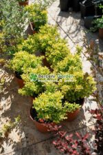 Berberis Thunbergii Tiny Gold ( Drăcilă pitică cu frunziș galben strălucitor) - imagine 4