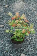 Sorbaria Sorbifolia Sem ( Sorbaria Sorbifolia )
