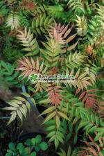Sorbaria Sorbifolia Sem ( Sorbaria Sorbifolia ) - imagine 2