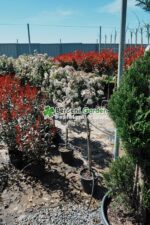 Viburnum Tinus Eve Price PA - imagine 4