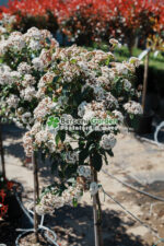 Viburnum Tinus Eve Price PA - imagine 5