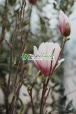 Magnolia Soulangeana - imagine 2