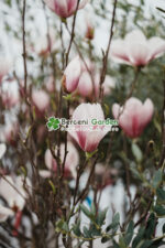 Magnolia Soulangeana PA - imagine 2