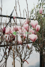 Magnolia Soulangeana PA - imagine 3