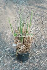 Cortaderia sellona ( Iarba pampas )